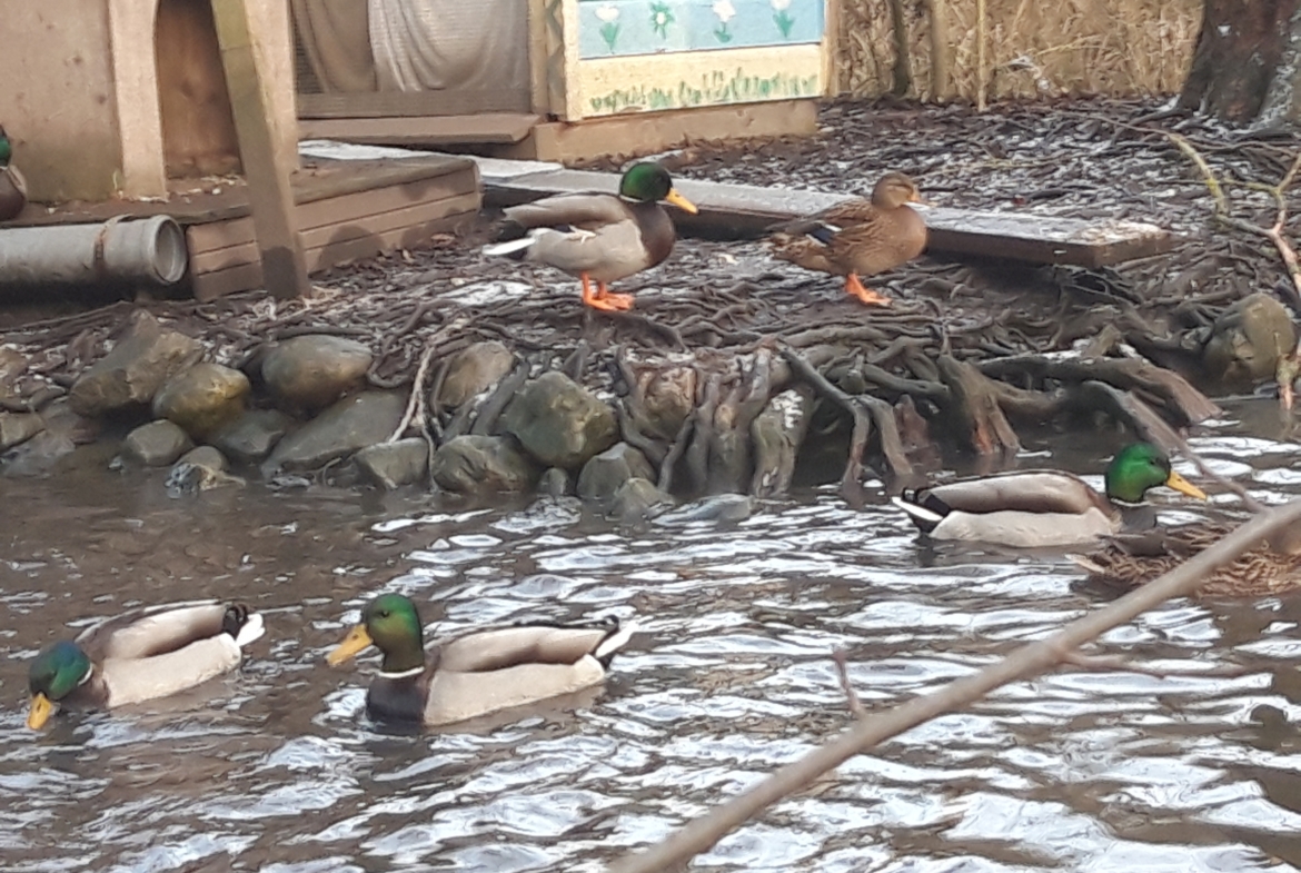 Enten