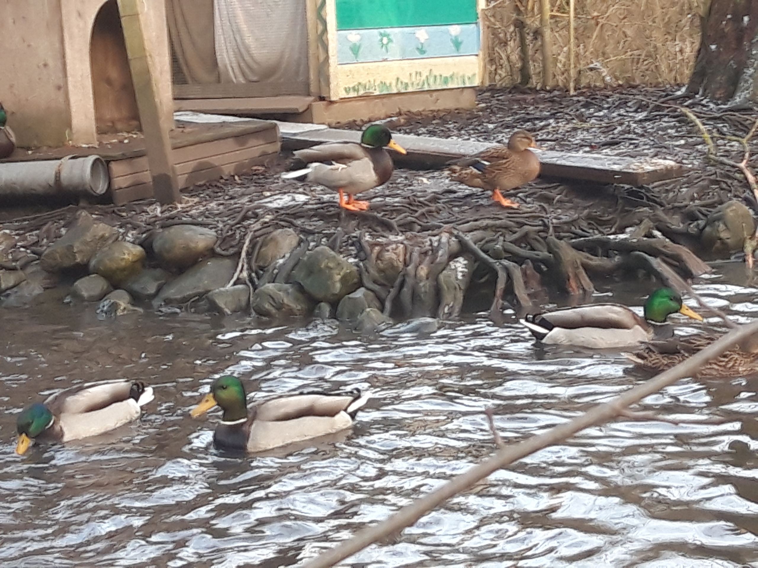 Enten