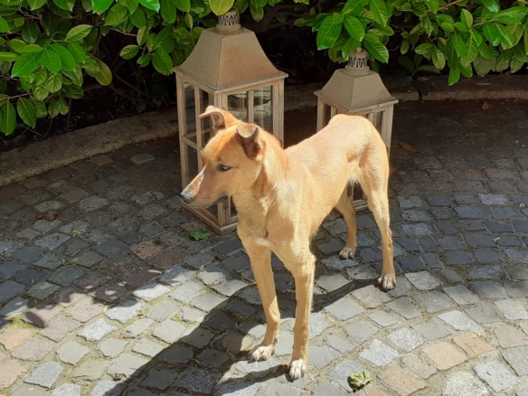 Denny – Ukraine- Gnadenhof Gut Streiflach