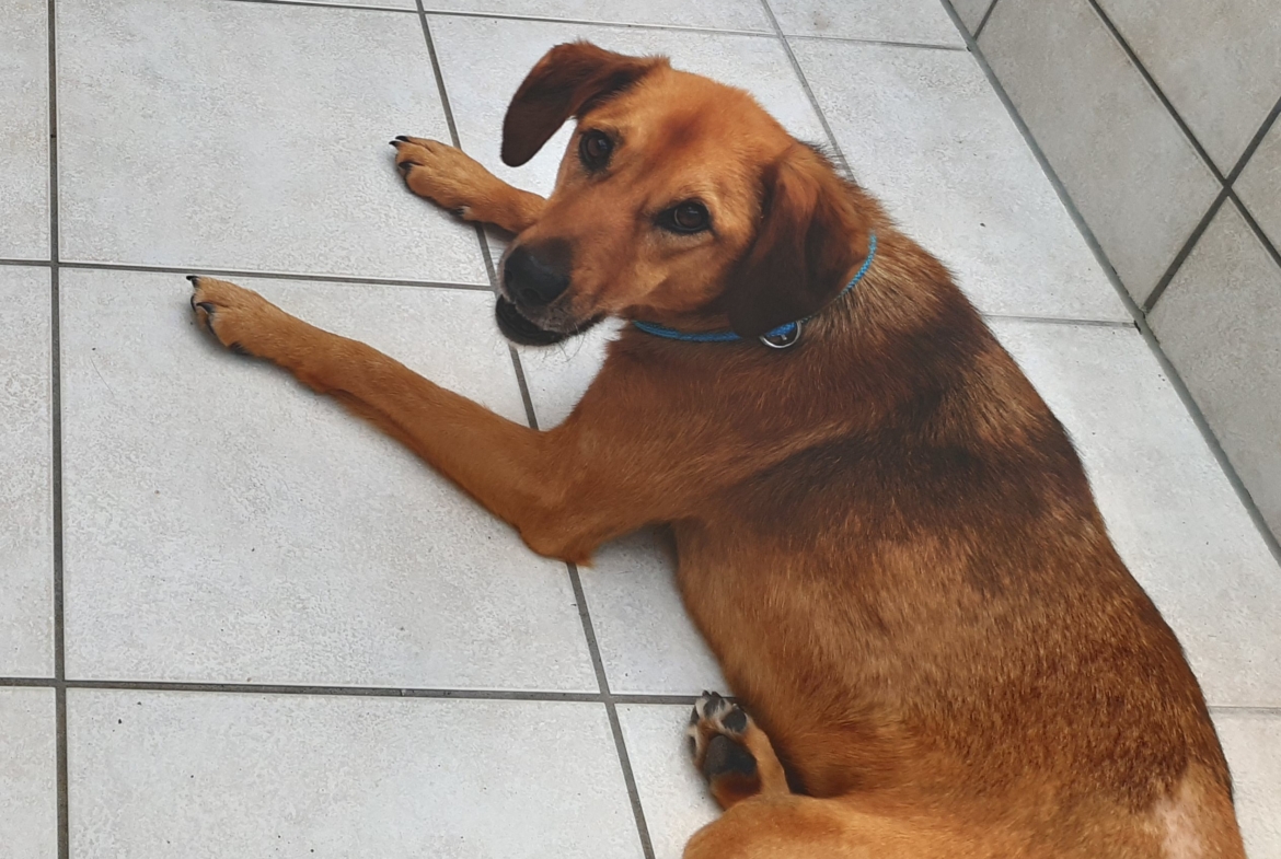 Lucky – Ukraine- ZUHAUSE GEFUNDEN