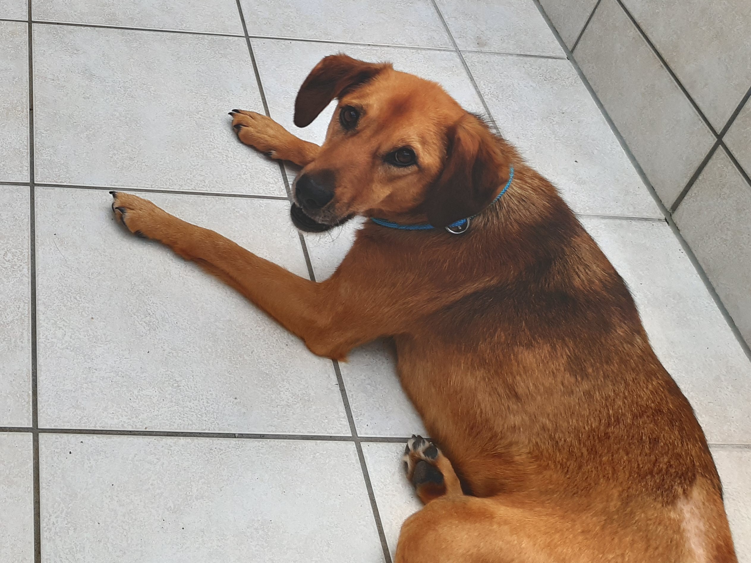 Lucky – Ukraine- ZUHAUSE GEFUNDEN