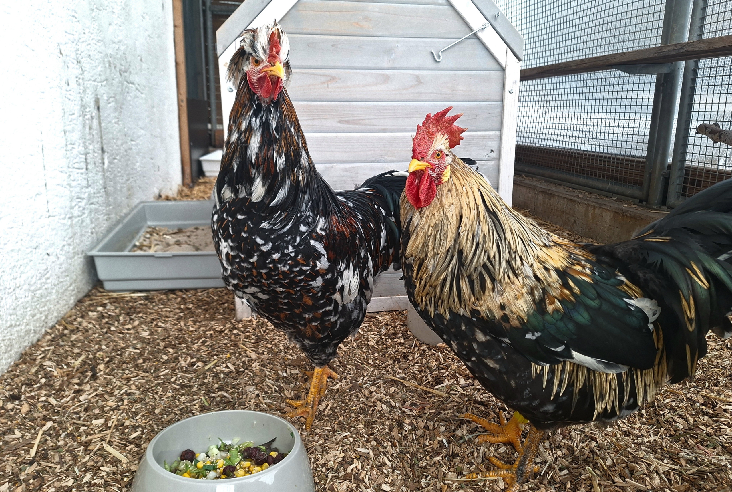 Gilbert und Eberhardt