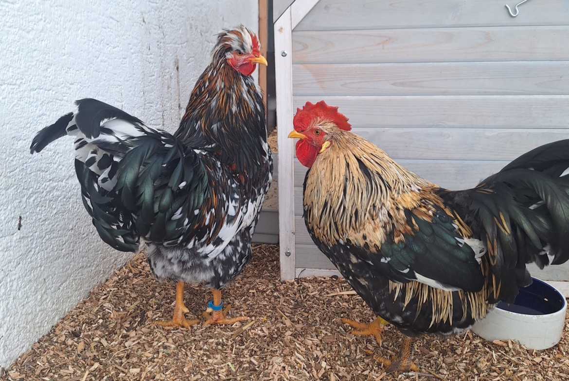 Gilbert und Eberhardt