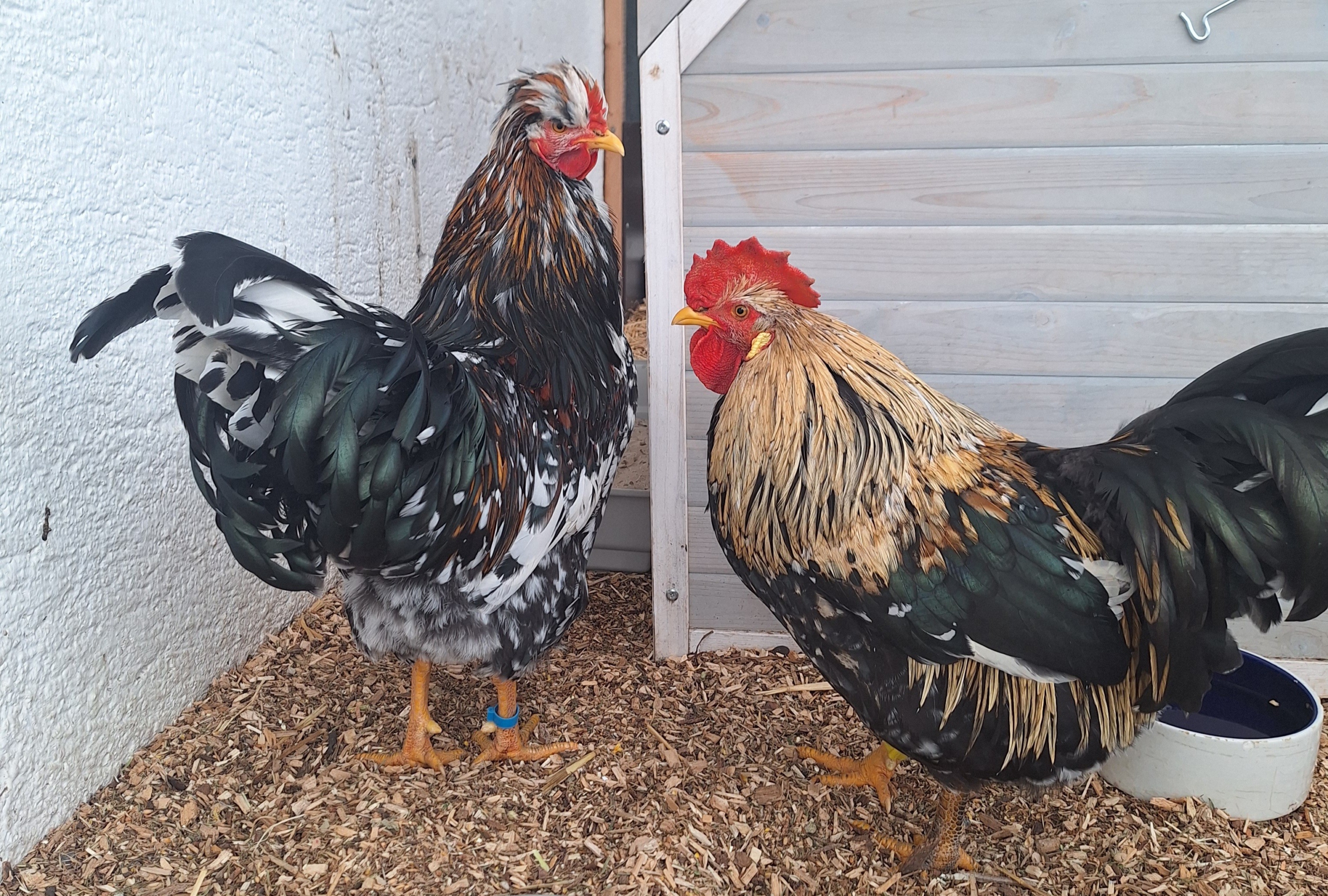 Gilbert und Eberhardt