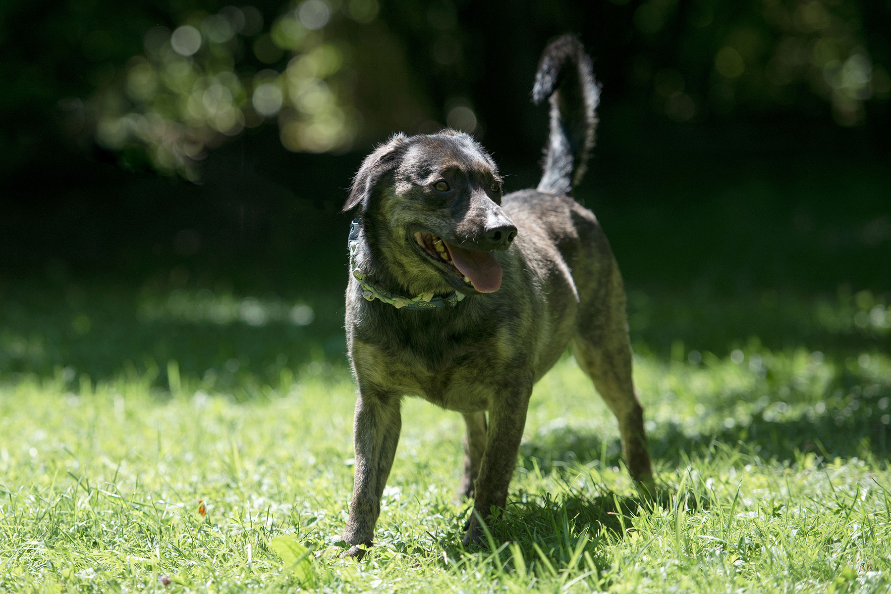 Apollo