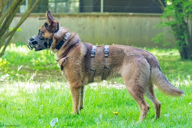 Ares