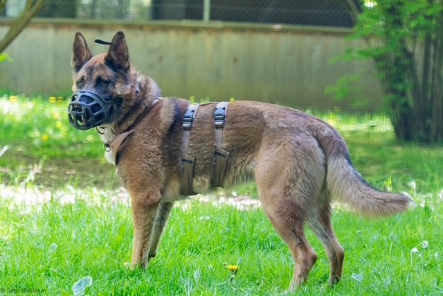 Ares