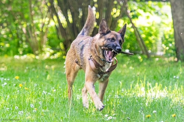 Ares