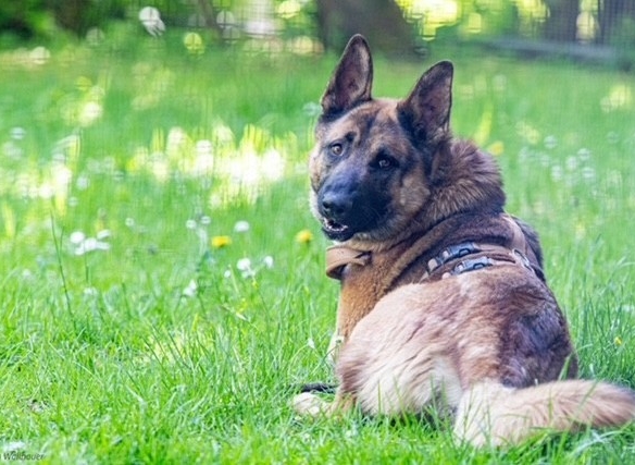 Ares
