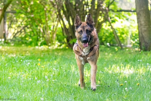 Ares