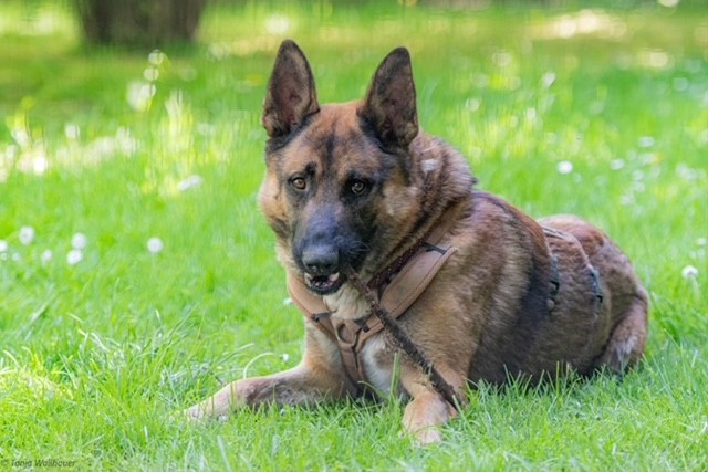 Ares