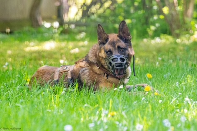 Ares