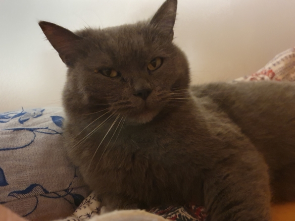 Kater Balu