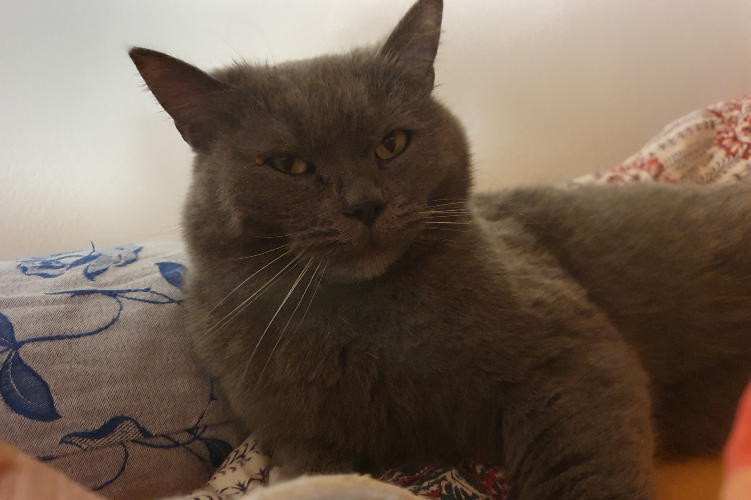 Kater Balu Kater Balu