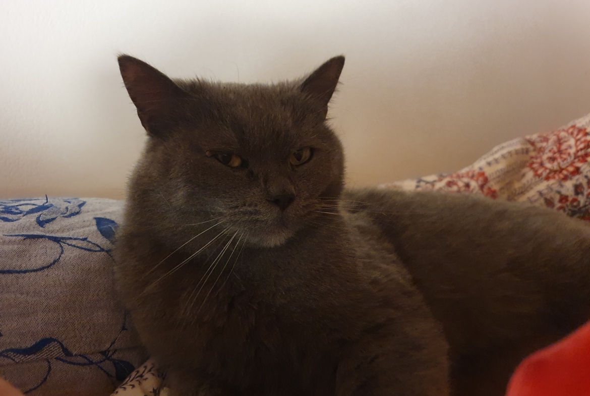 Kater Balu