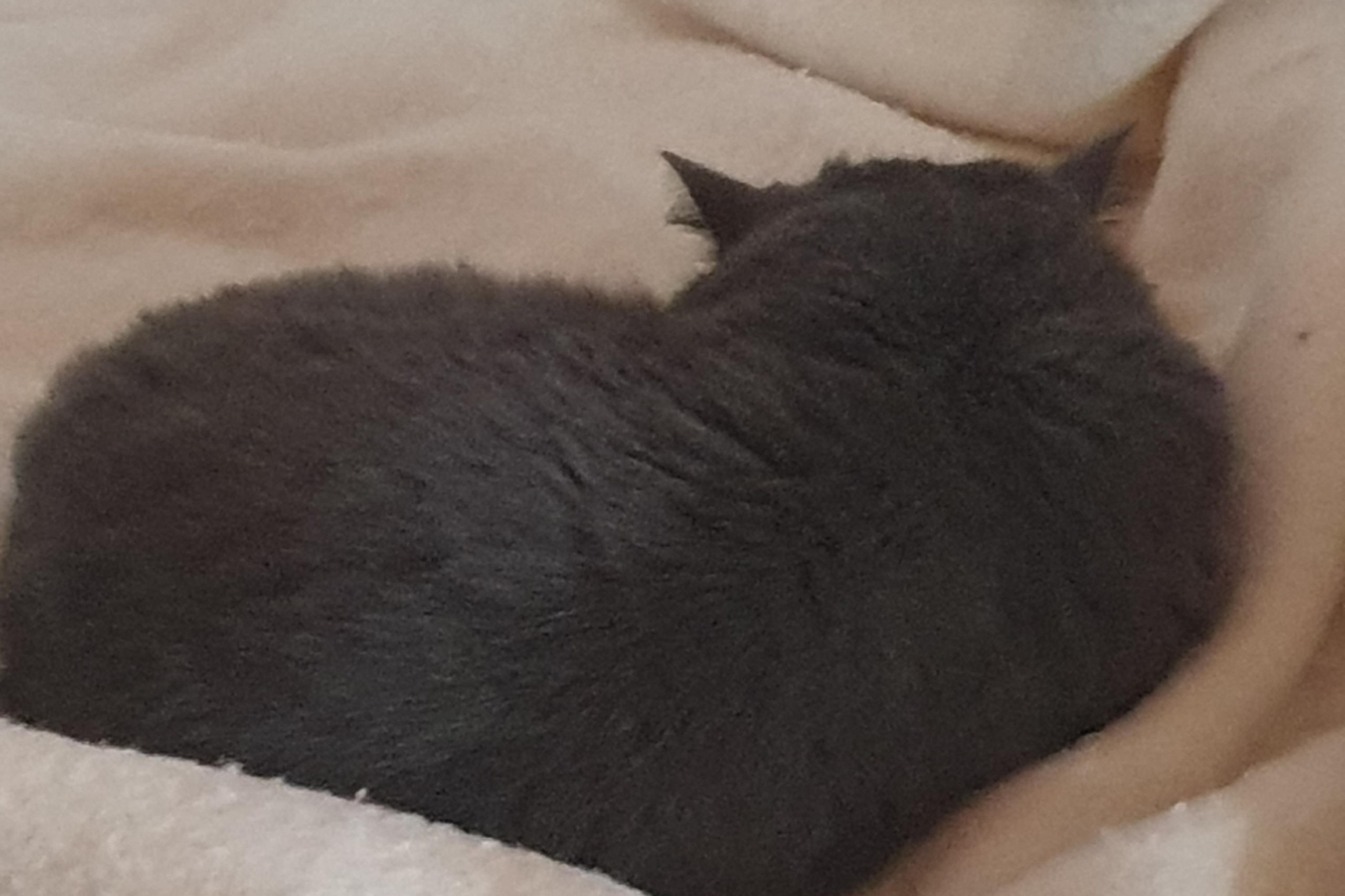 Balu3-scaled Kater Balu