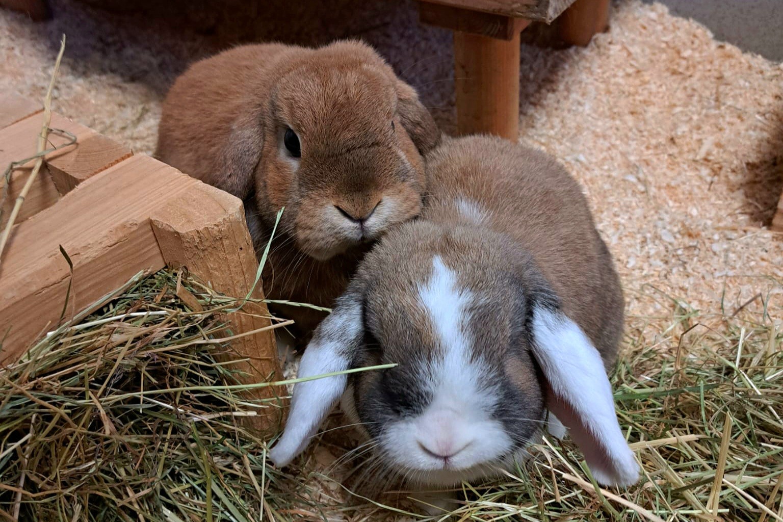 Kaninchen