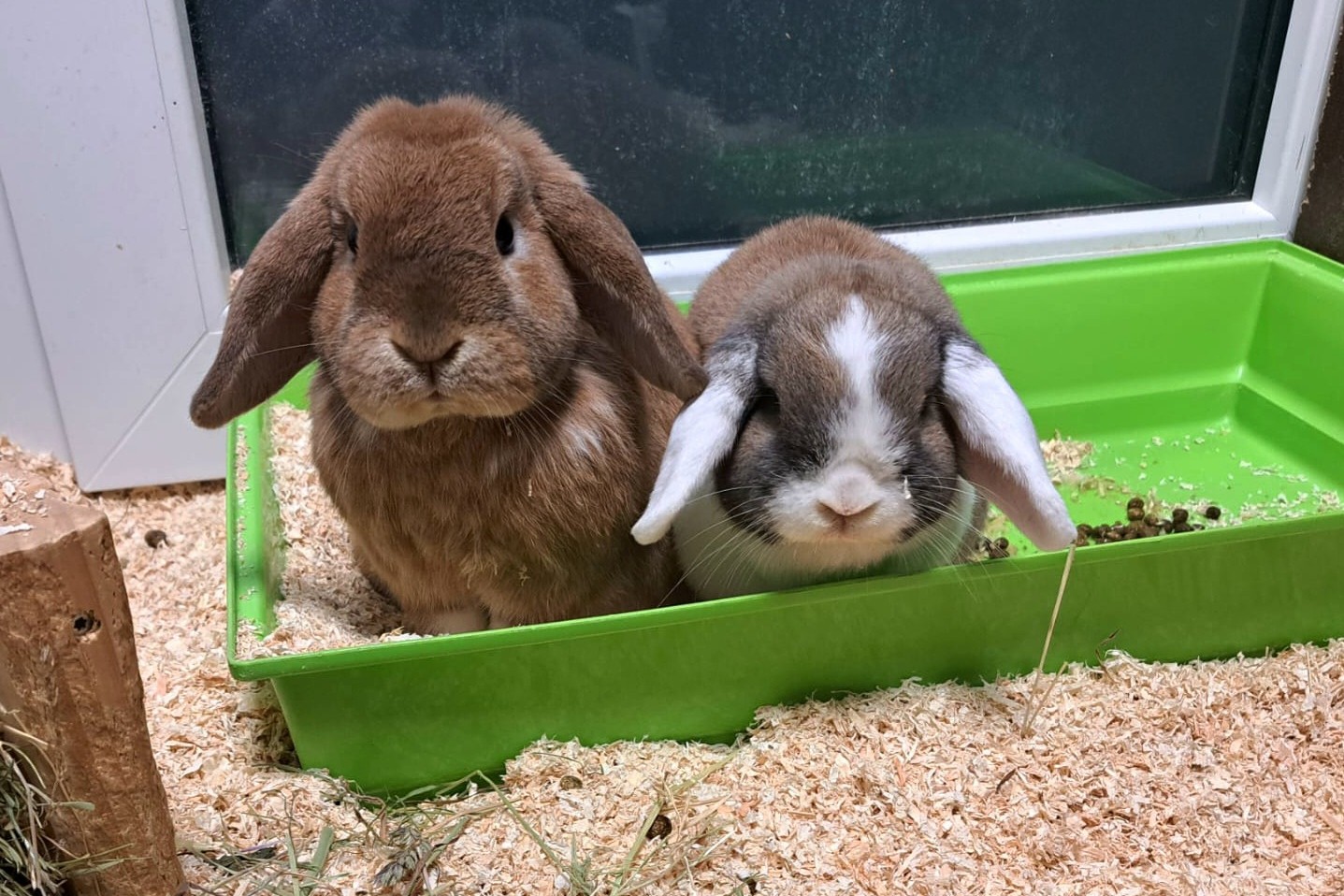 Kaninchen
