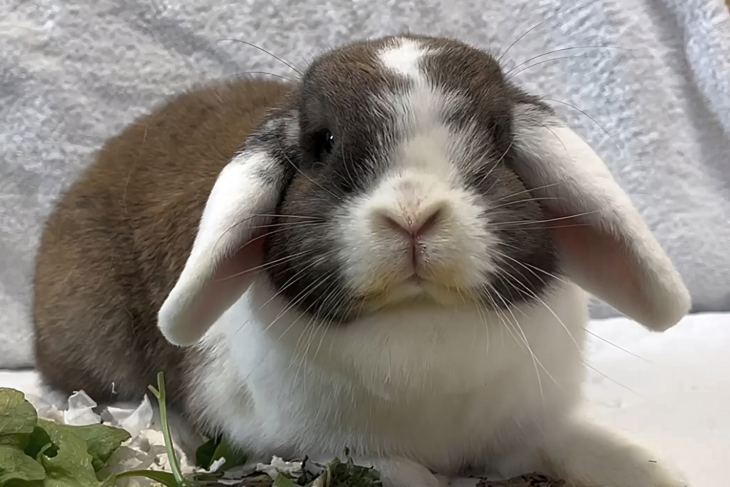 Kaninchen