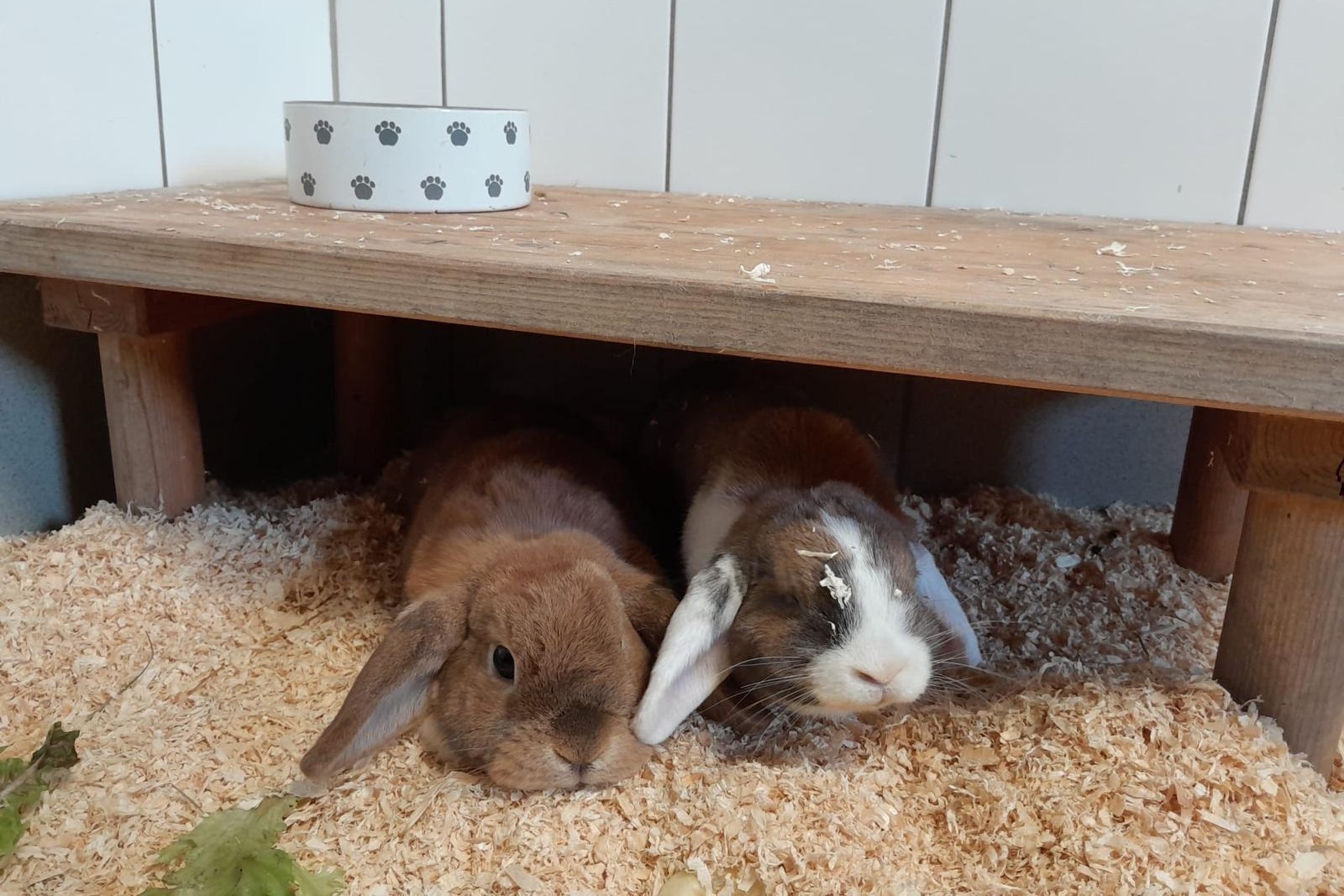 Kaninchen
