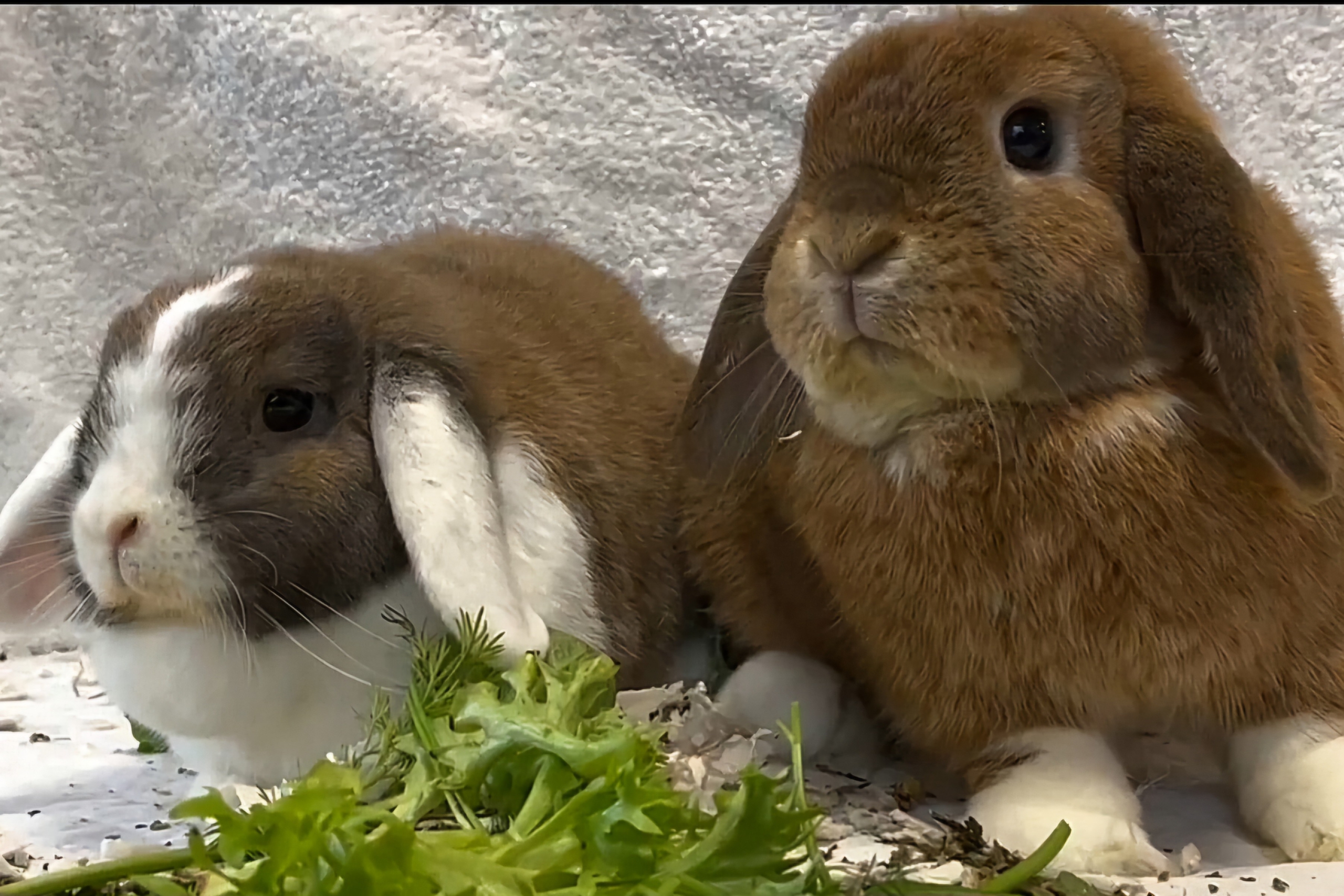 Kaninchen