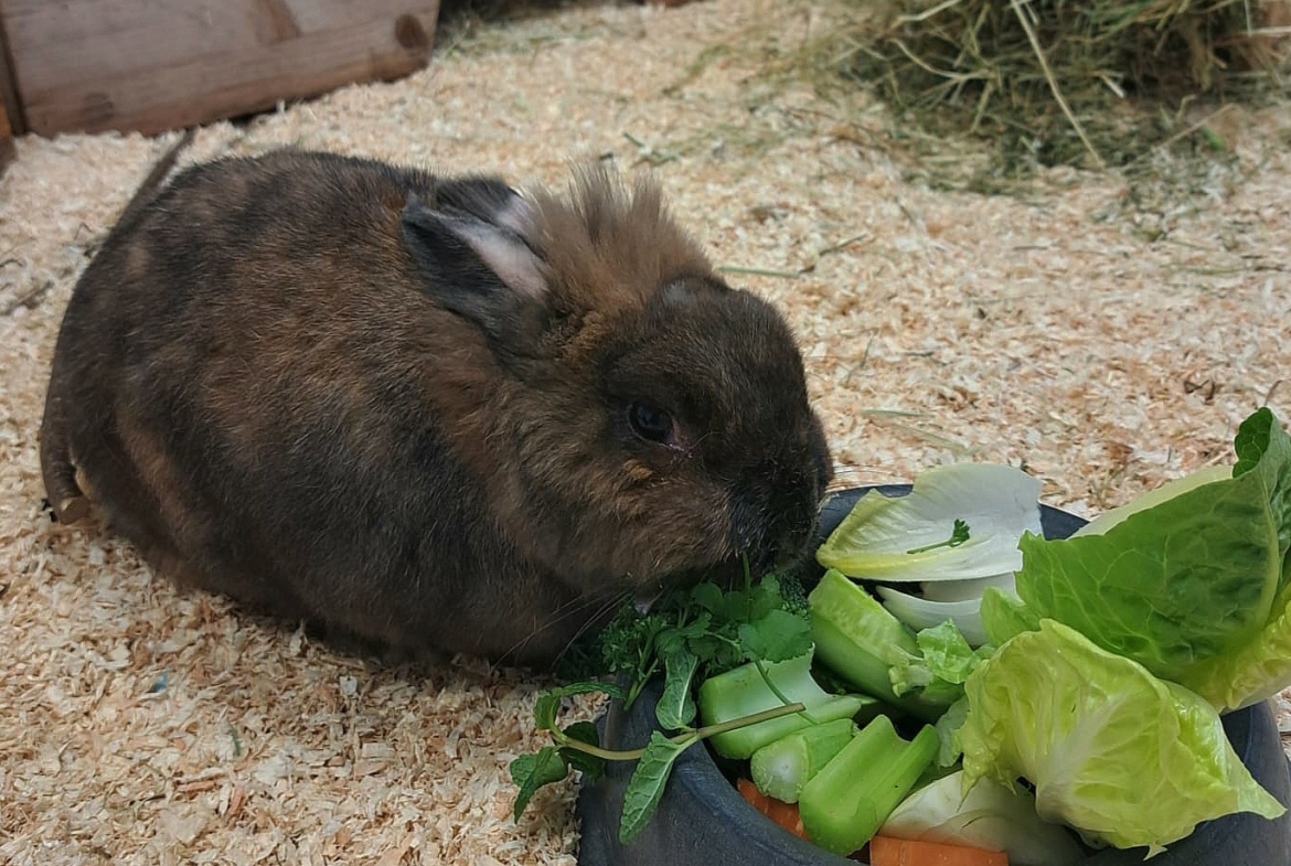 Kaninchen