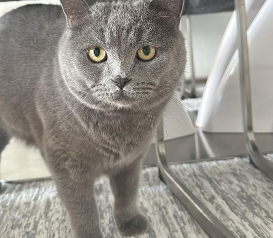 Boncuk und Pamuk – Hauskatze
