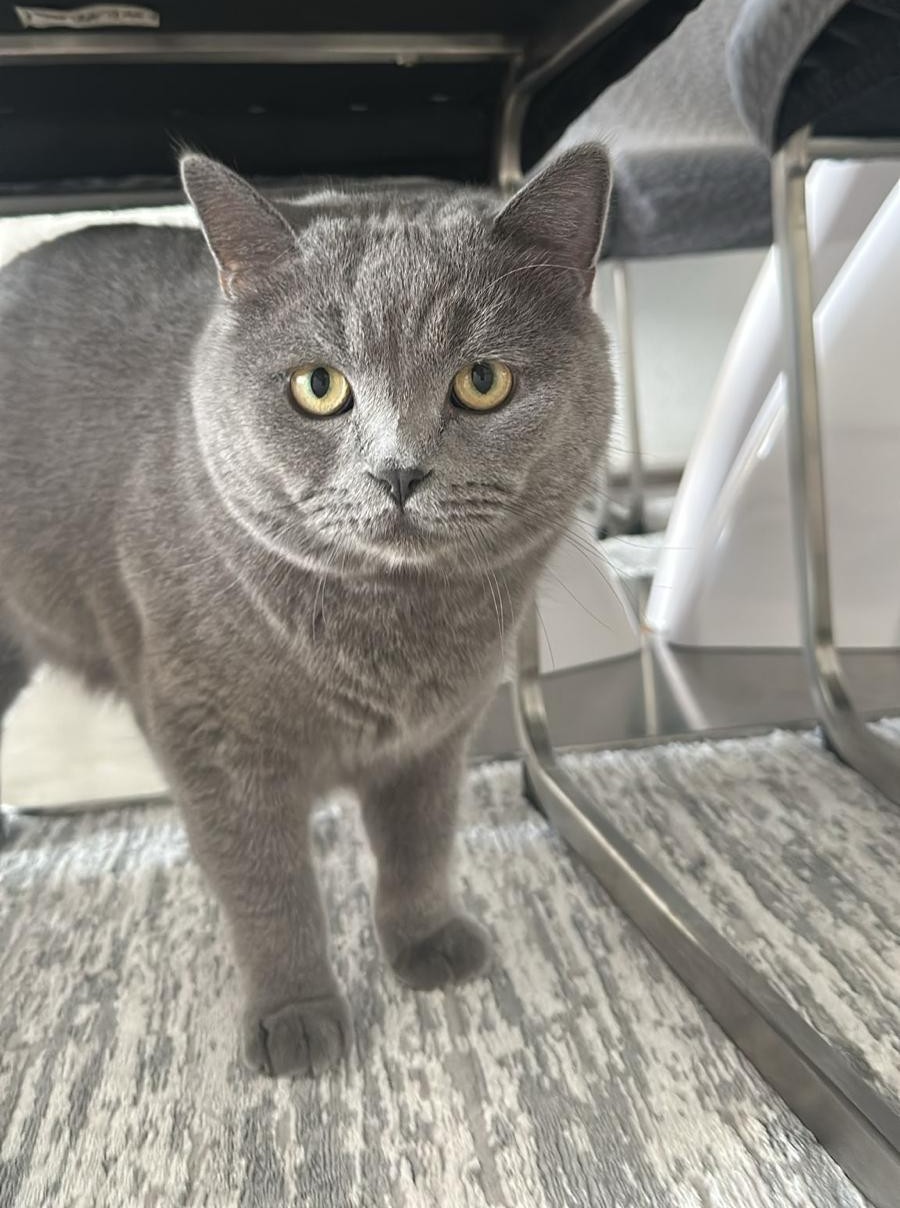 Boncuk und Pamuk – Hauskatze