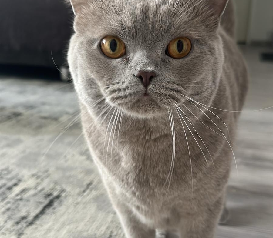 Boncuk und Pamuk – Hauskatze