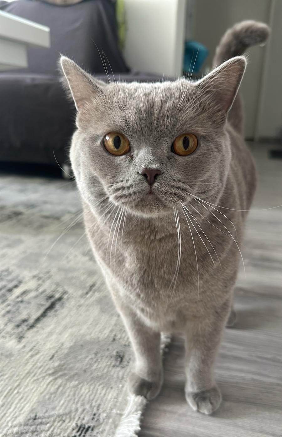 Boncuk und Pamuk – Hauskatze