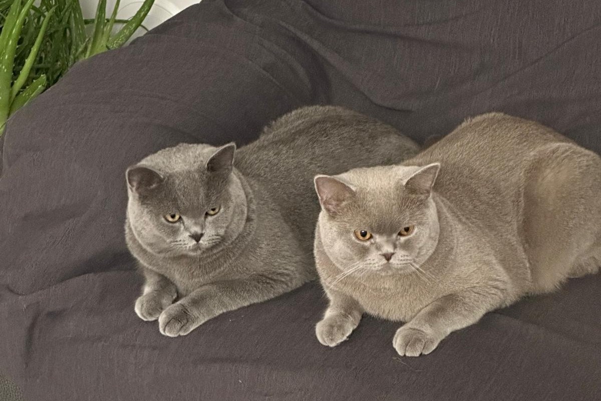 Boncuk und Pamuk – Hauskatze
