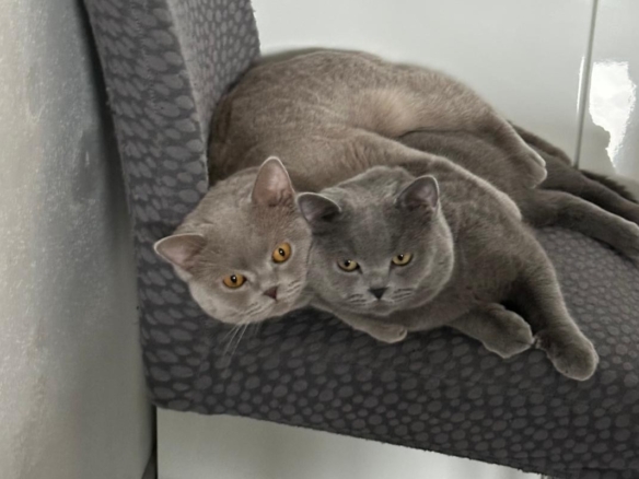 Boncuk und Pamuk – Hauskatze