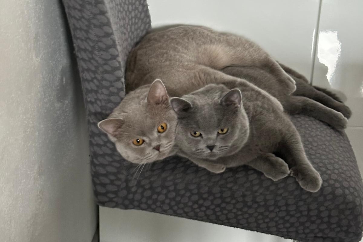 Boncuk und Pamuk – Hauskatze