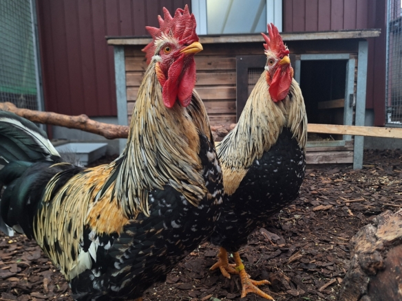Emil und Eduard