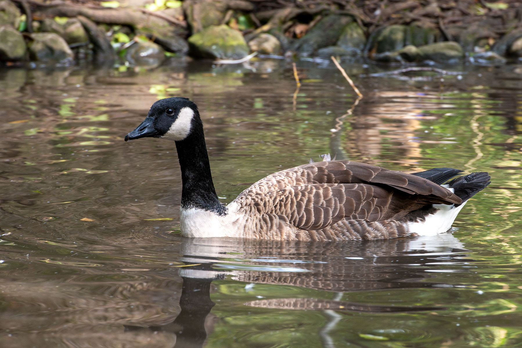 Enten