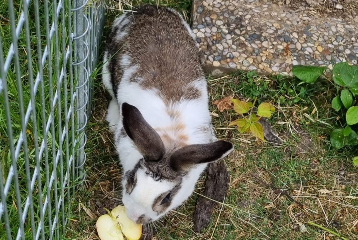 Frau Hase