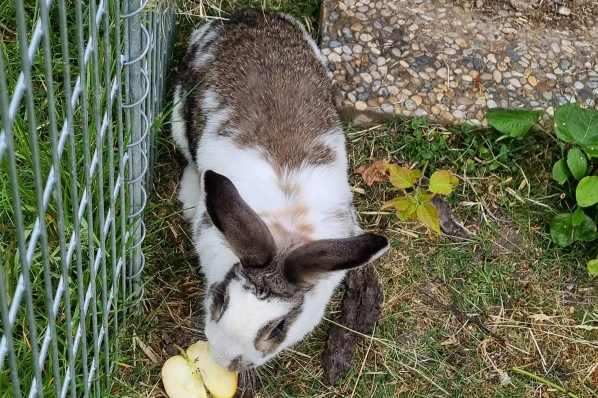 Frau-Hase Frau Hase