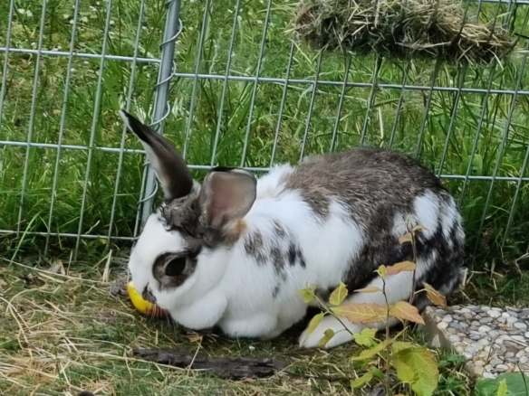 Frau Hase