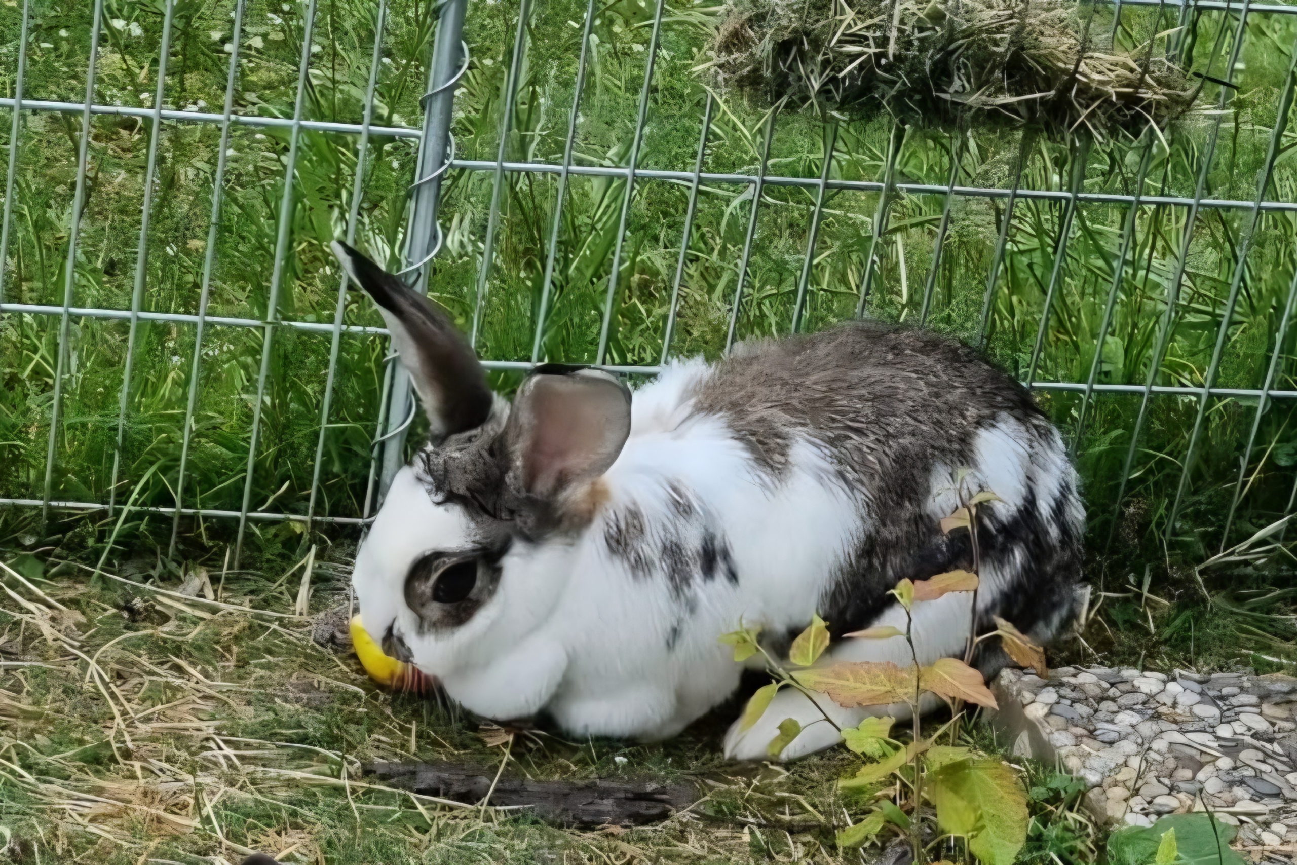 Frau Hase Frau Hase