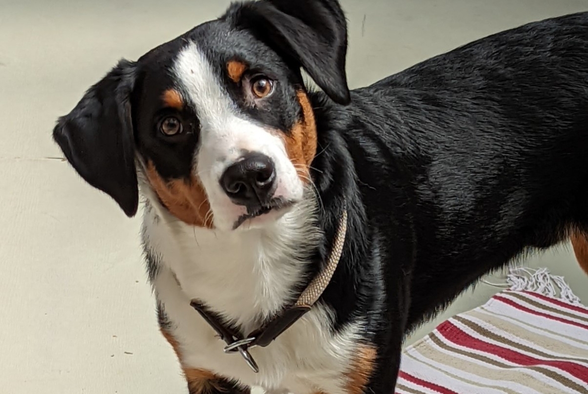 Monty
