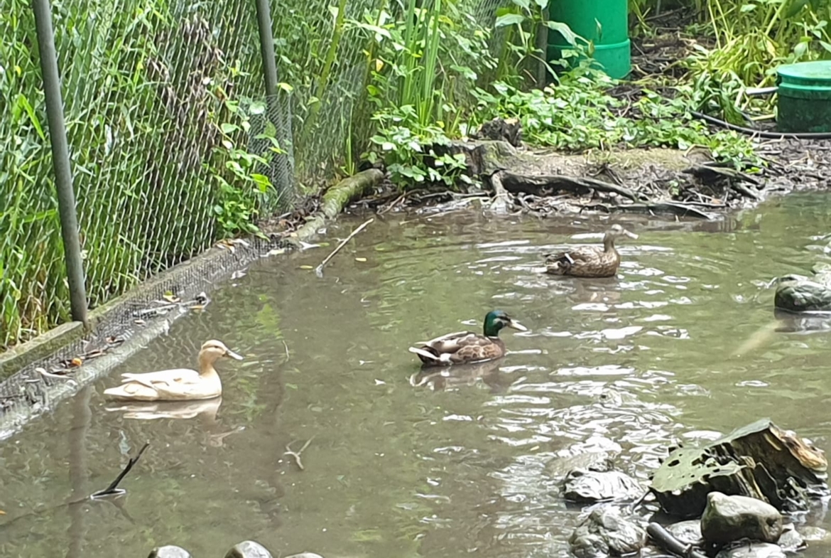 Enten