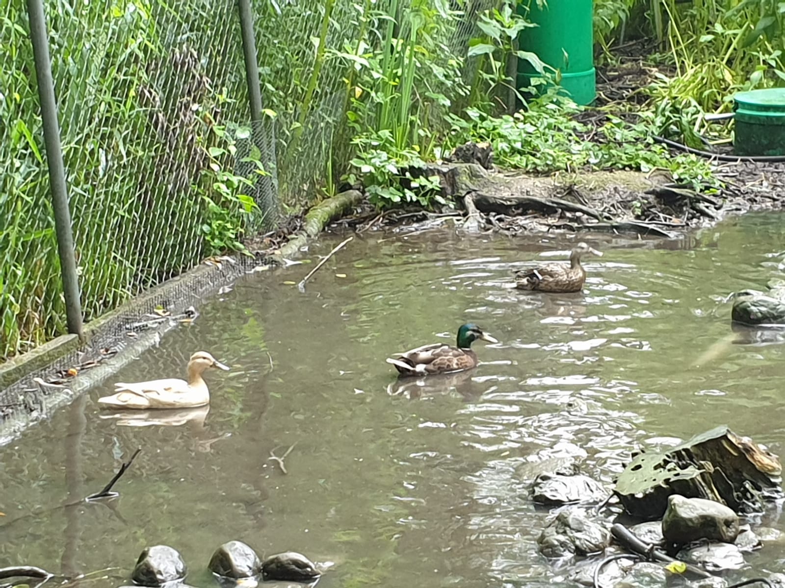 Enten