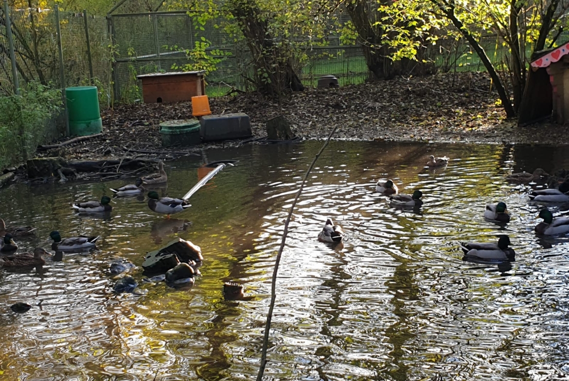 Enten