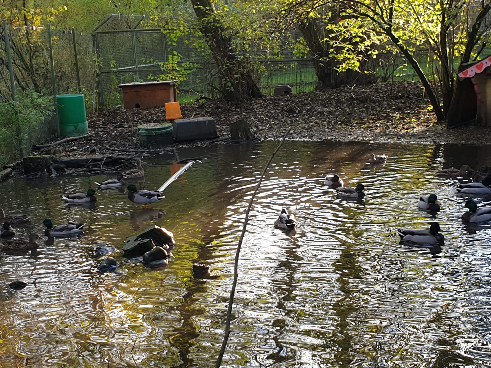 Enten