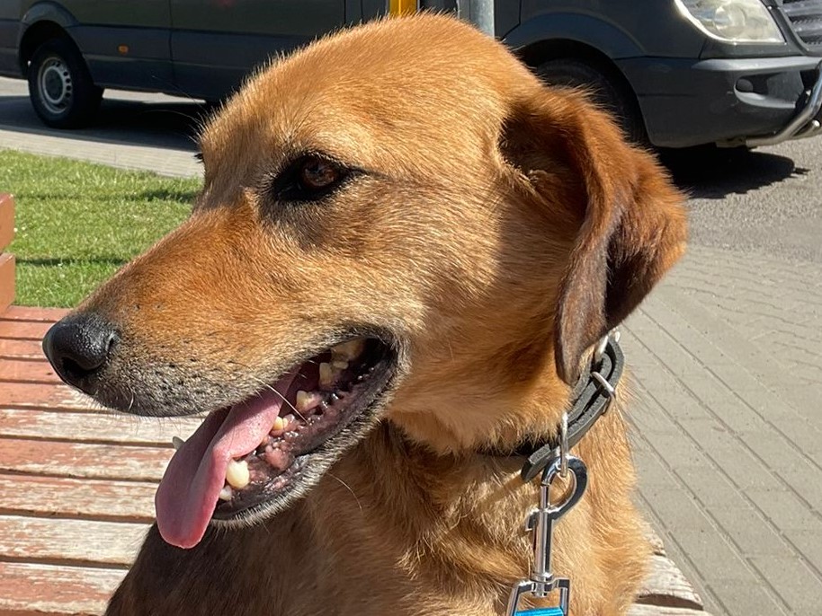 Lucky – Ukraine- ZUHAUSE GEFUNDEN