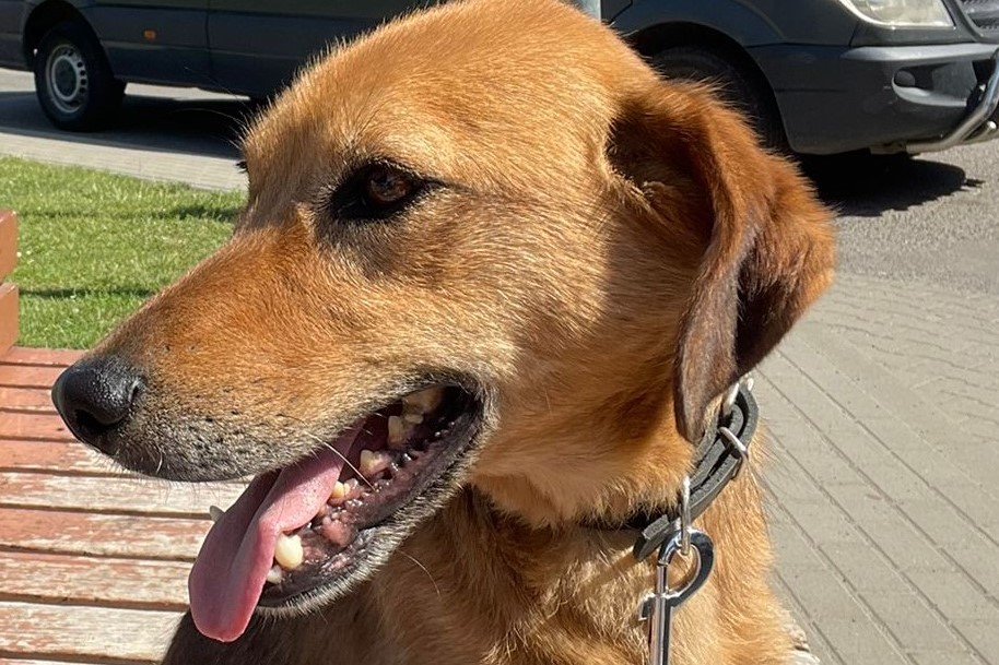 Lucky – Ukraine- ZUHAUSE GEFUNDEN