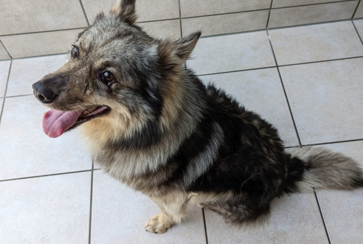 Richi – Ukraine- ZUHAUSE GEFUNDEN