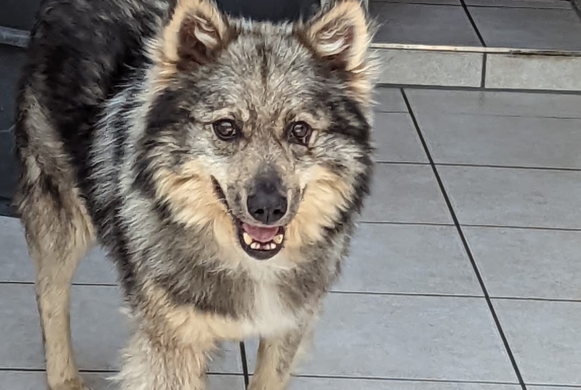 Richi – Ukraine- ZUHAUSE GEFUNDEN
