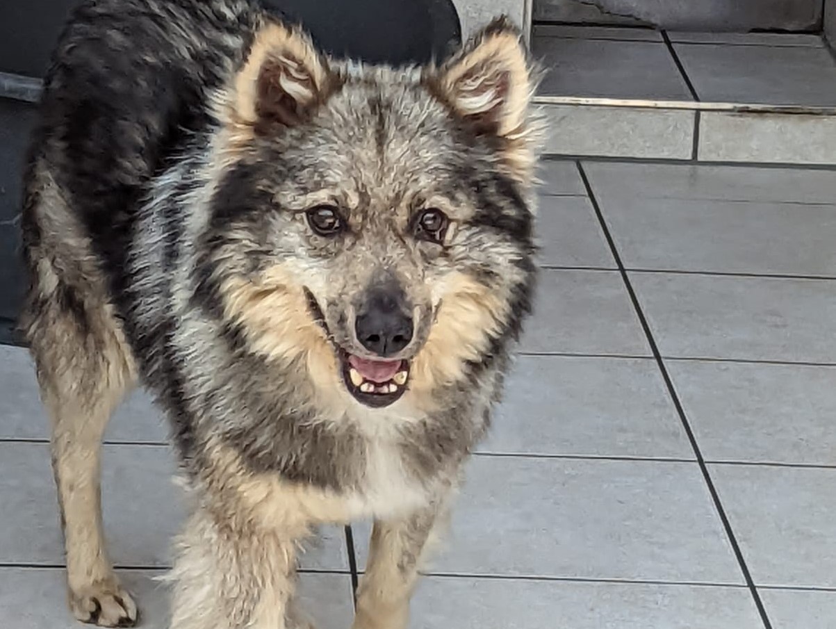 Richi – Ukraine- ZUHAUSE GEFUNDEN