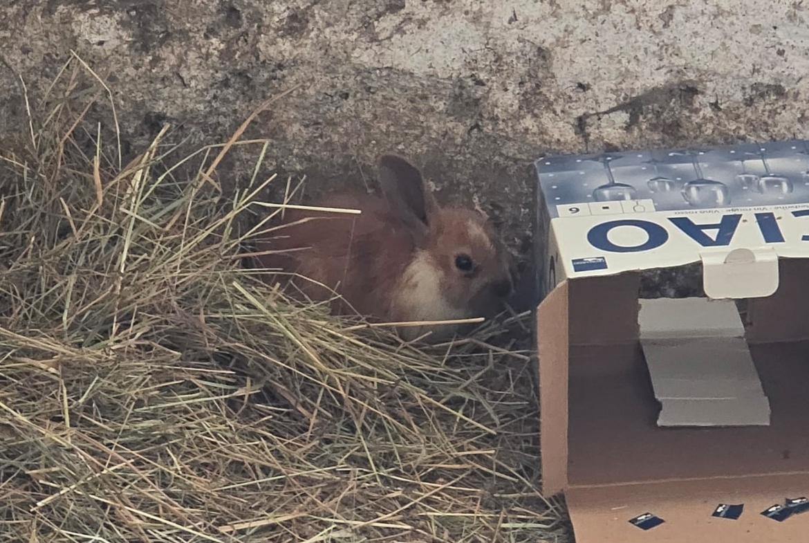 Fundkaninchen aus Leutstetten, 17.06.2026
